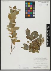 Foto von Salix hastata L.